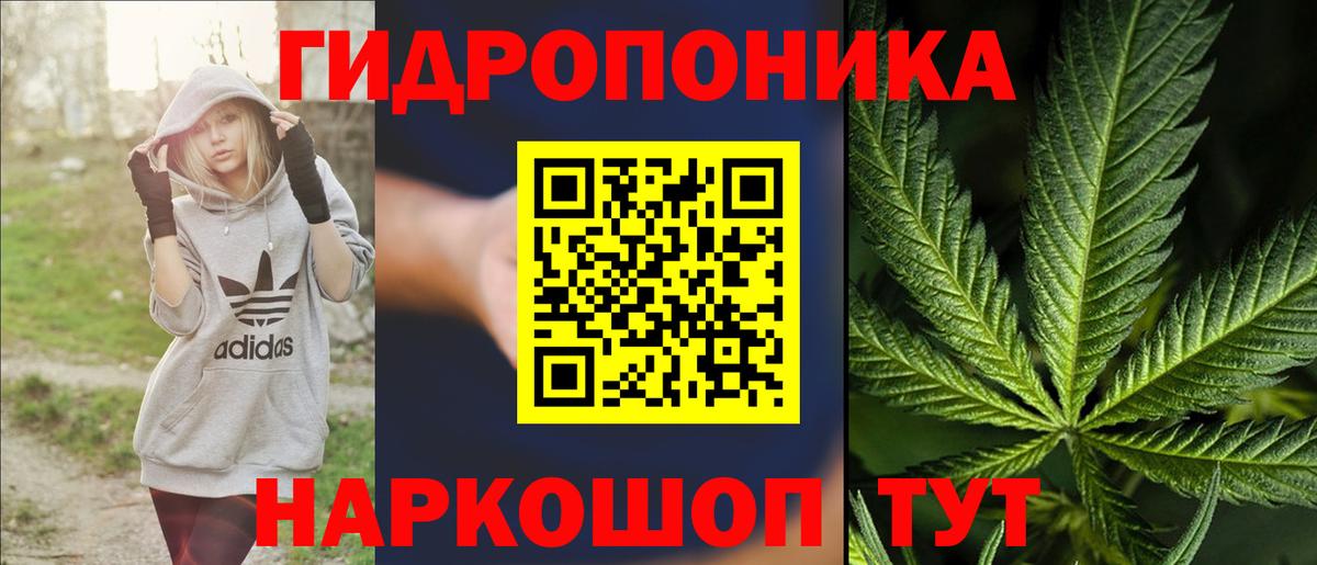 Канабис OG Kush Городец